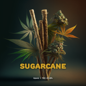 Sugar Cane