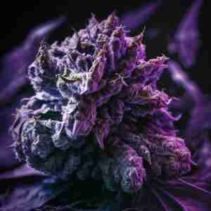 Purple cream